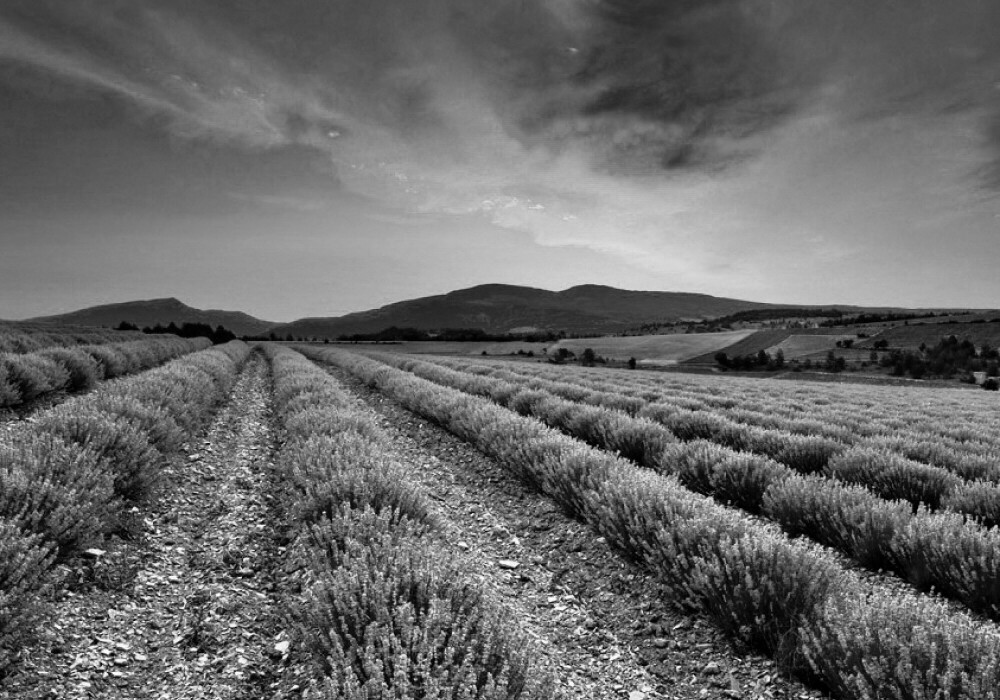 Rows of lavender in field