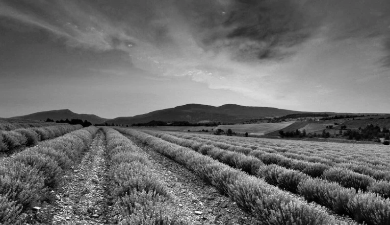 Rows of lavender in field